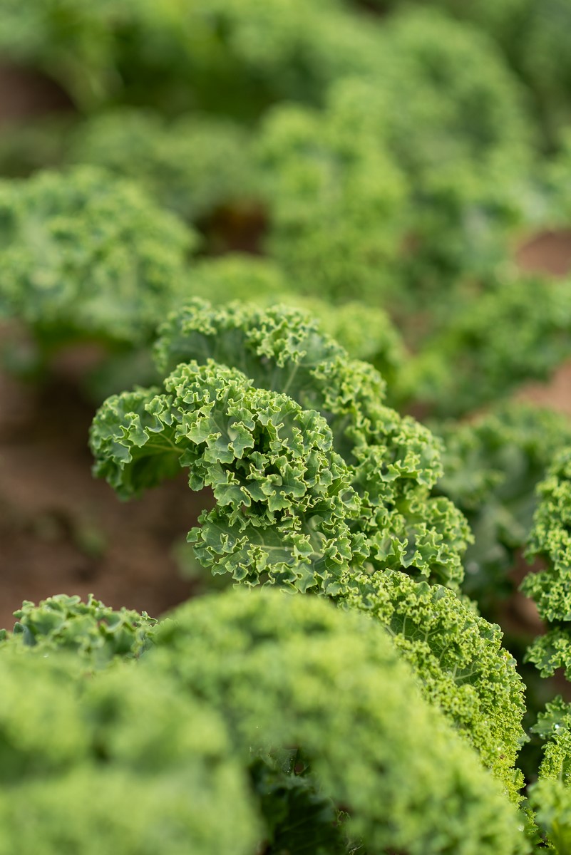 zielone liście jarmużu